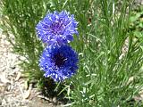 Cornflower blue_2 